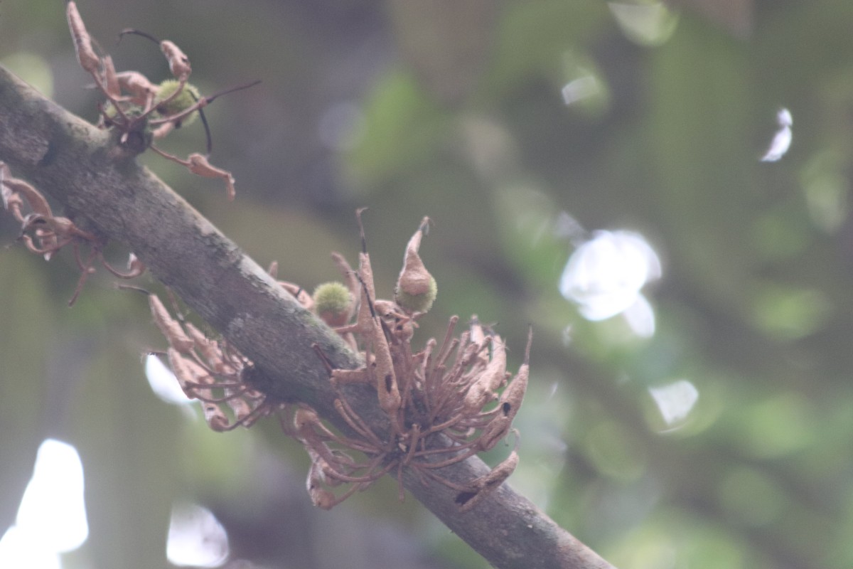 Cullenia rosayroana Kosterm.